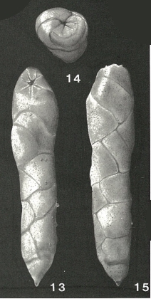 Elongobula chattonensis Finlay, 1939