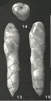 Elongobula chattonensis Finlay, 1939 Elongobula chattonensis Finlay, 1939