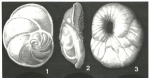 Heronallenia wilsoni (Heron-Allen & Earland, 1922)