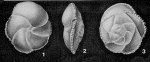 Pulsiphonina prima (Plummer, 1927)
