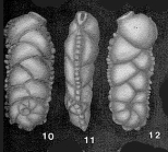 Siphonides biserialis Feray, 1941