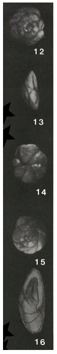 Alabamina mitis Gudina, 1966 Alabamina mitis Gudina, 1966