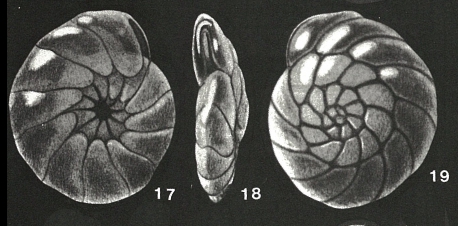 Alexanderina viejoensis McCulloch, 1977 Alexanderina viejoensis McCulloch, 1977