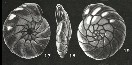 Alexanderina viejoensis McCulloch, 1977