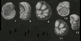 Concavella gyroidinaformis (Cushman & Goudkoff, 1938)