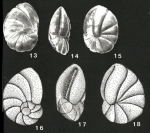 Megastomella africana Faulkner, de Klasz & Rérat, 1963