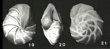 Pseudoparrella subperuviana (Cushman, 1926)