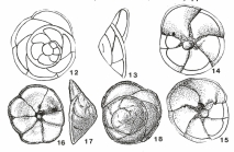 Biapertorbis biaperturatus Pokorný, 1956