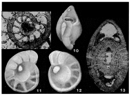 Crespinella umbonifera (Howchin & Parr, 1938)