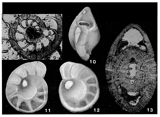 Crespinella umbonifera (Howchin & Parr, 1938) Crespinella umbonifera (Howchin & Parr, 1938)