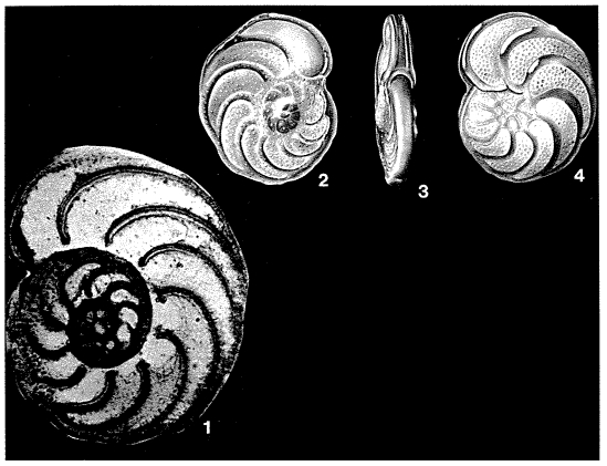 Planulina ariminensis d'Orbigny, 1826 Planulina ariminensis d'Orbigny, 1826