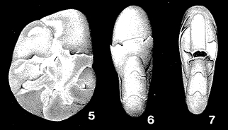 Bisaccium imbricatum Andersen, 1951