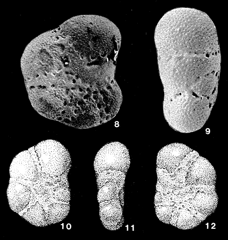 Bisaccioides cuspatus Collins, 1981