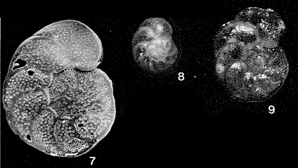 Cibicidinella foliorum Saidova, 1975