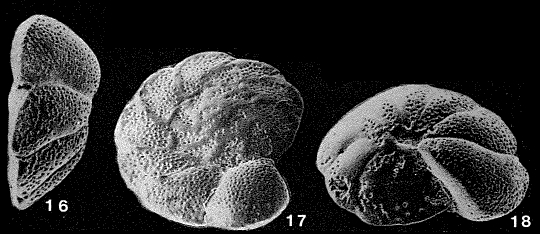 Paracibicides edomica Perelis & Reiss, 1975 Paracibicides edomica Perelis & Reiss, 1975