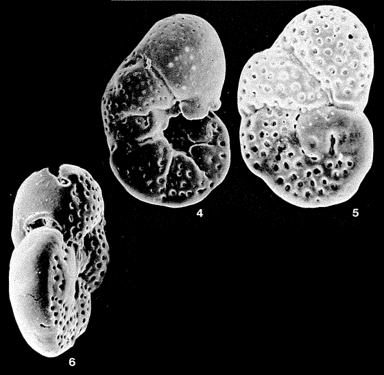 Discorbia valvulinerioides Sellier de Civrieux, 1977 Discorbia valvulinerioides Sellier de Civrieux, 1977