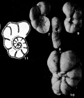 Falsocibicides aquitanicus Poignant, 1958