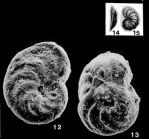 Rotalia ammophila Gümbel, 1870