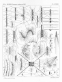 Chromista - Bacillariophyceae (diatoms)