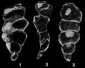 Gutzia gorgonaensis McCulloch, 1977