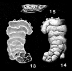 Rectocibicides miocenicus Cushman & Ponton, 1932