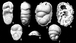Stichocibicides cubensis Cushman & Bermúdez, 1936