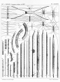 Chromista - Bacillariophyceae (diatoms)