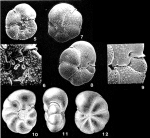 Caribeanella polystoma Bermúdez, 1952