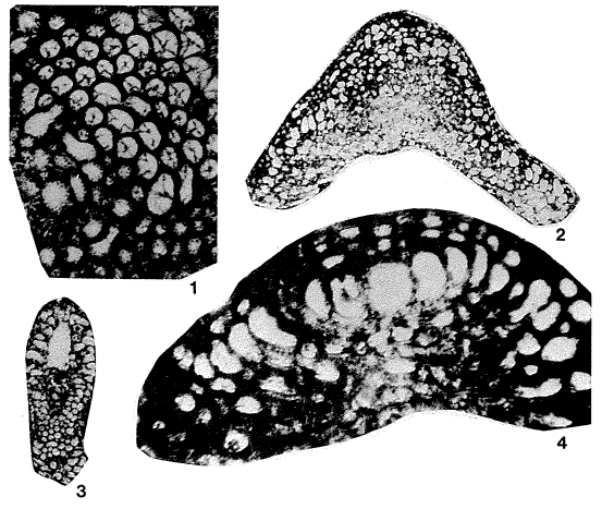 Gypsina marianensis Hanzawa, 1957