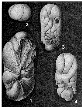 Pyropilus rotundatus Cushman, 1934