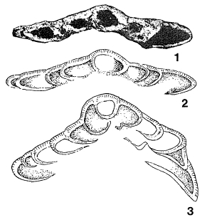 Eofabiania grahami Küpper, 1955