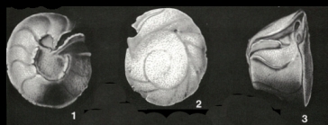 Bermudezella truncata (Bermúdez, 1949)