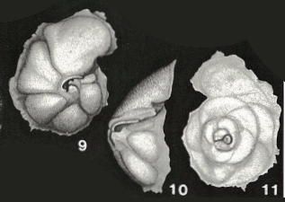 Carpenteria balaniformis Gray, 1858