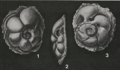 Neocarpenteria cubana Cushman & Bermúdez, 1936