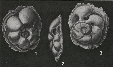 Neocarpenteria cubana Cushman & Bermúdez, 1936 Neocarpenteria cubana Cushman & Bermúdez, 1936