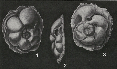Neocarpenteria cubana Cushman & Bermúdez, 1936
