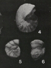 Gyroidina protea Cushman & Bermúdez, 1937