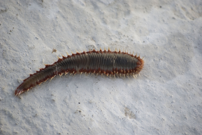 Hermodice carunculata - fire worm Hermodice carunculata - fire worm