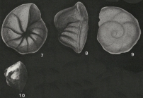 Pseudogloborotalia ranikotensis Haque, 1956