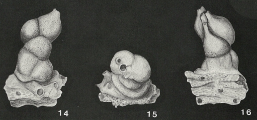 Biarritzina carpenteriaeformis (Halkyard, 1918) Biarritzina carpenteriaeformis (Halkyard, 1918)