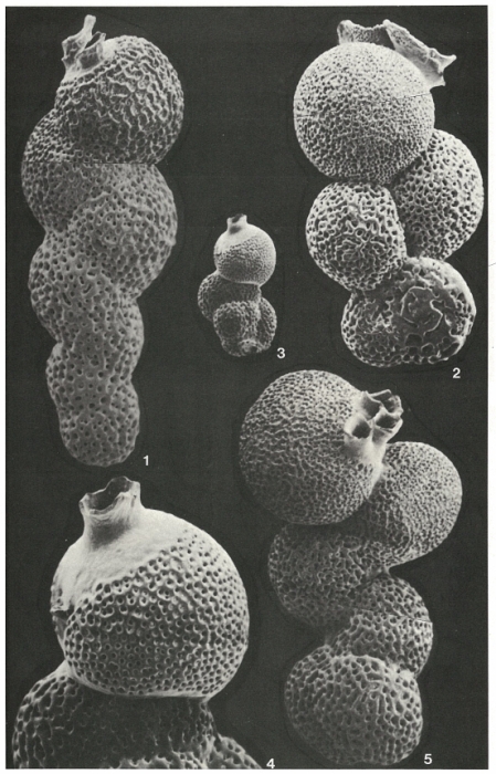 Pseudobiarritzina proteiformis (Goës, 1882) Pseudobiarritzina proteiformis (Goës, 1882)
