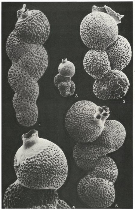 Pseudobiarritzina proteiformis (Goës, 1882)
