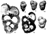 Carpenteria hamiltonensis Glaessner & Wade, 1959