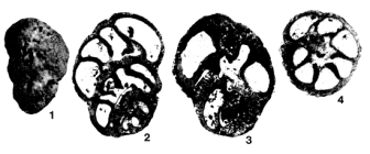 Eorupertia boninensis (Yabe & Hanzawa, 1922)
