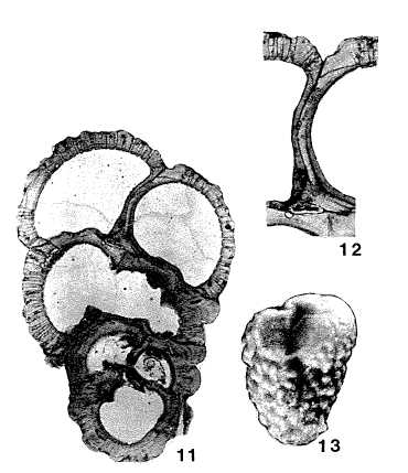 Victoriella conoidea (Rutten, 1914)