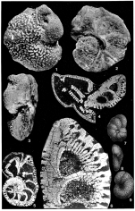 Truncatulina grosserugosa Gümbel, 1870