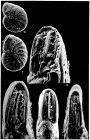 Palmerinella palmerae Bermúdez, 1934