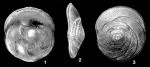 Asterigerinata dominicana Bermúdez, 1949