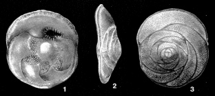Asterigerinata dominicana Bermúdez, 1949