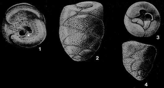 Boltovskoyella argentinensis Malumián & Masiuk, 1972